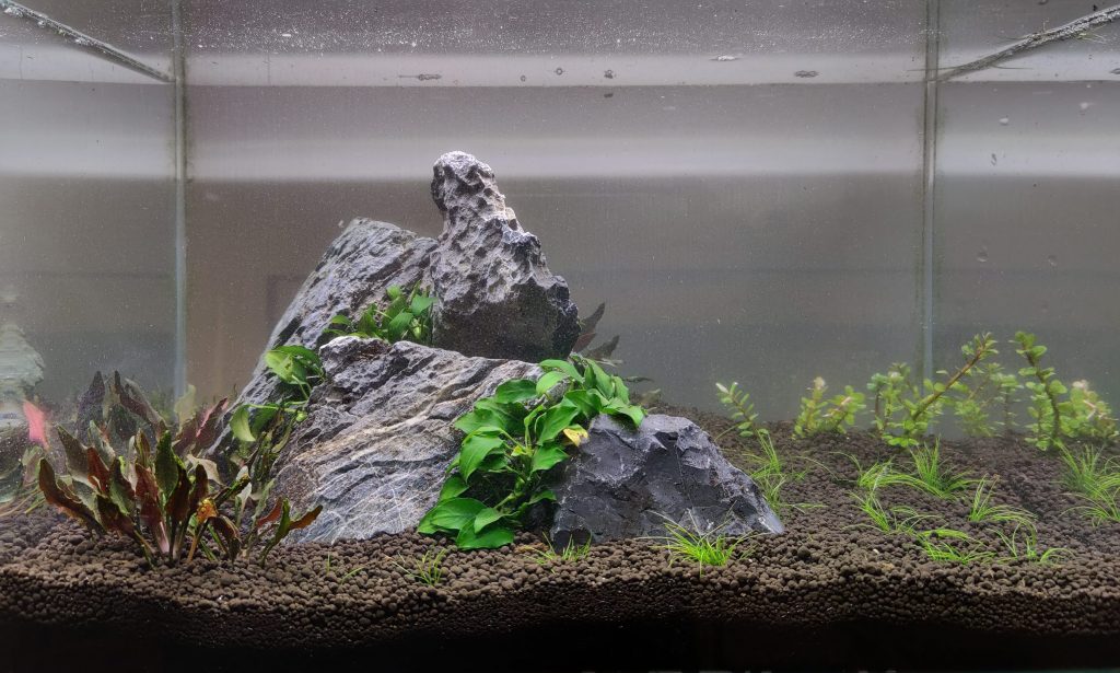 Aquascaping Layout 8 – Shrimp-Addicted